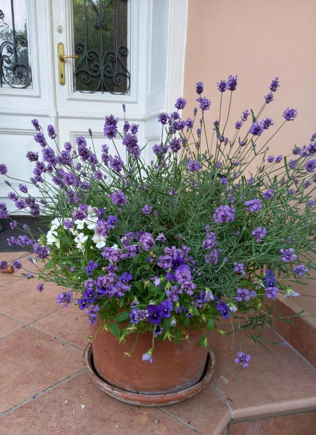 Séjour chez l'habitant Milada Portorož